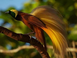 Birds of paradise (v.m.)
