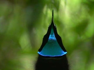 Blue bird of paradise
 
