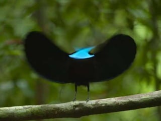 Raggiana Bird of paradise
 