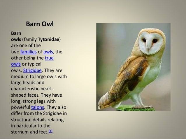 Birds Of Prey Owls