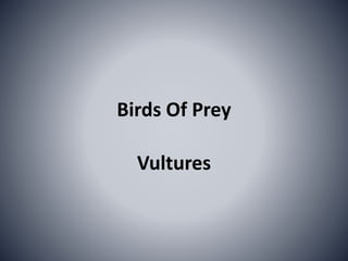 Birds Of Prey
Vultures
 