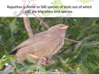 Birds of rajasthan | PPTX
