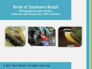 Birds of Southern Brazil Photographs by Ravi Pandit, Chairman and Group CEO, KPIT Cummins © 2011 Ravi Pandit. All rights reserved. 
