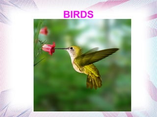 BIRDS
 
