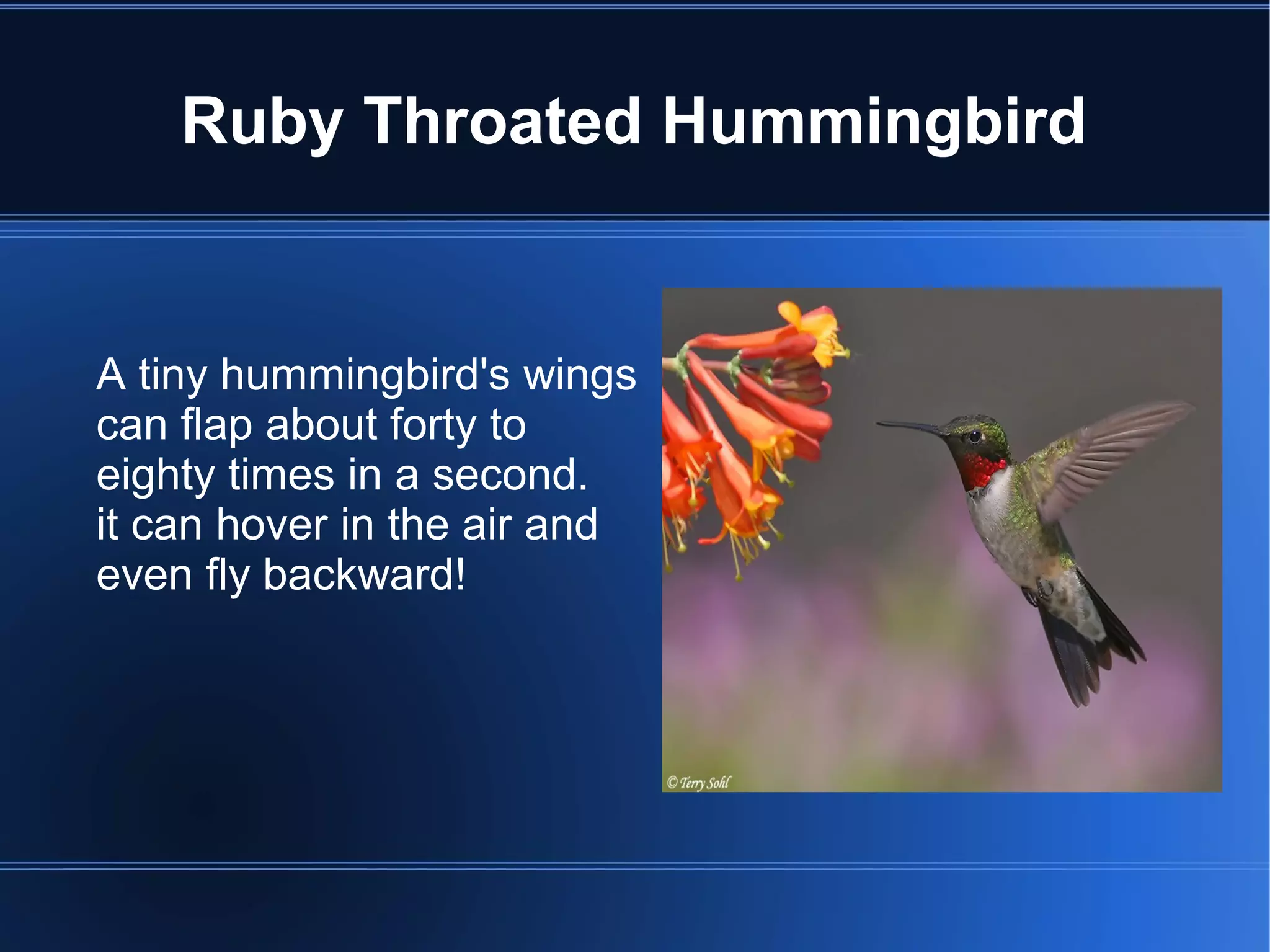 Ruby Throated Hummingbird


A tiny hummingbird's wings
can flap about forty to
eighty times in a second.
it can hover in the air and
even fly backward!
 