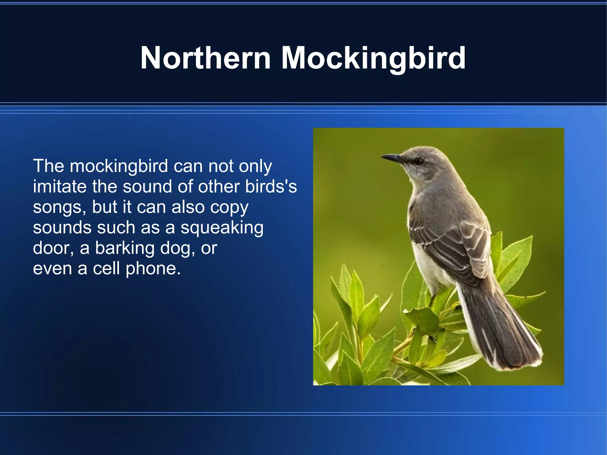 Northern Mockingbird


The mockingbird can not only
imitate the sound of other birds's
songs, but it can also copy
sounds such as a squeaking
door, a barking dog, or
even a cell phone.
 