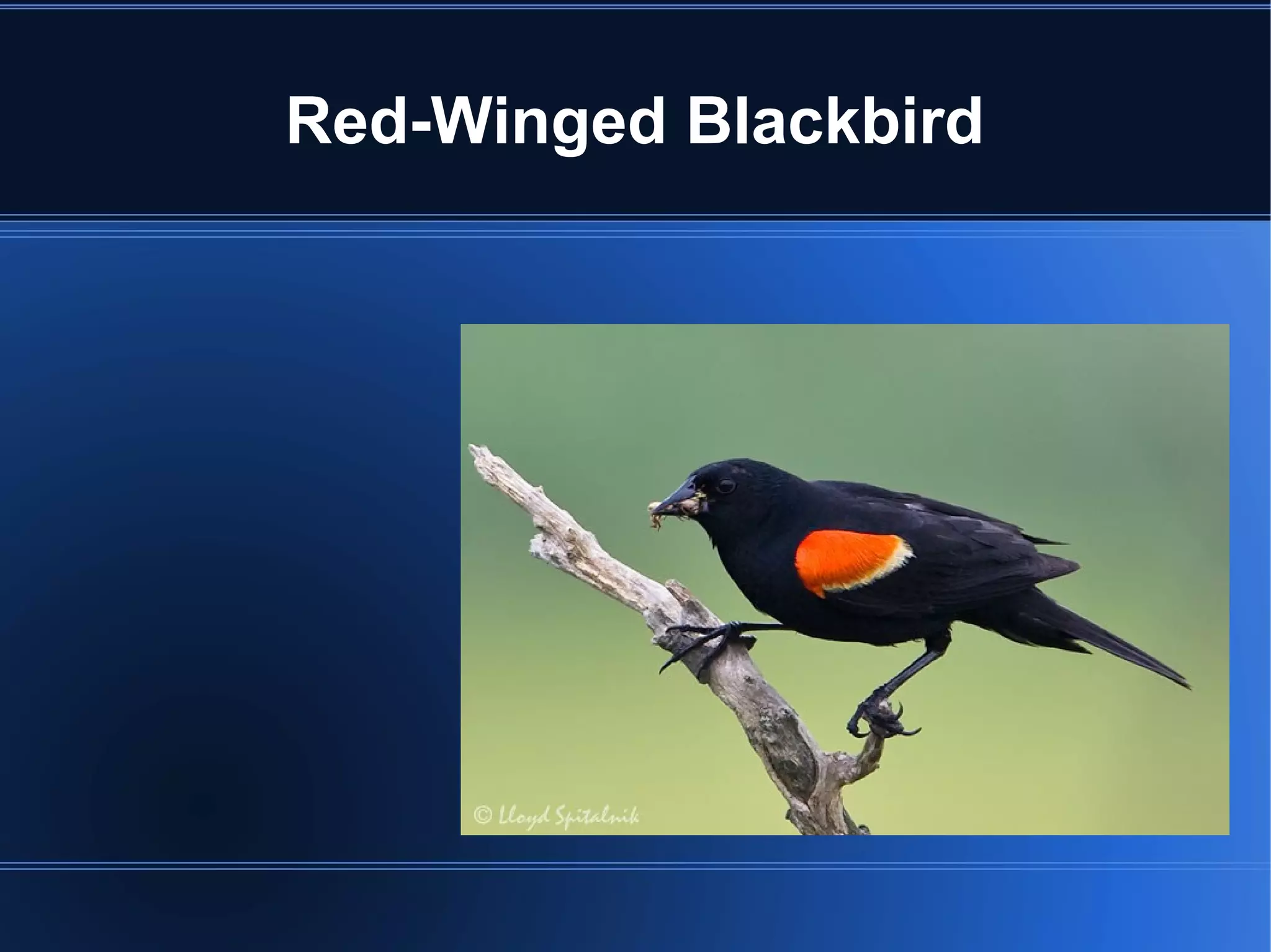 Red-Winged Blackbird
 