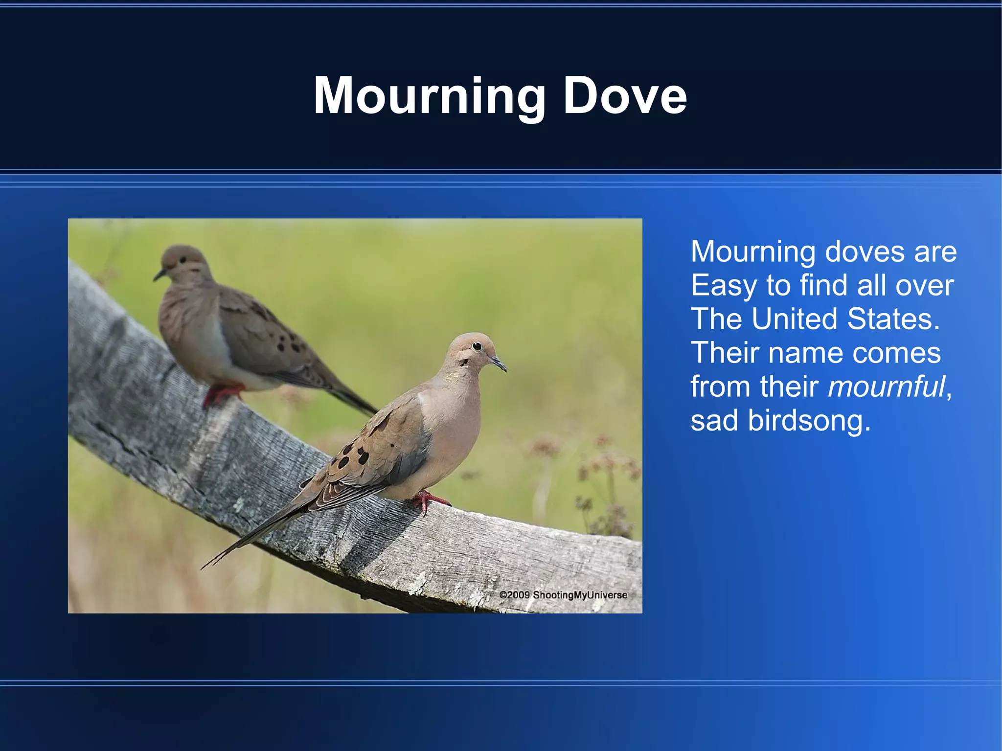 Mourning Dove

                Mourning doves are
                Easy to find all over
                The United States.
                Their name comes
                from their mournful,
                sad birdsong.
 
