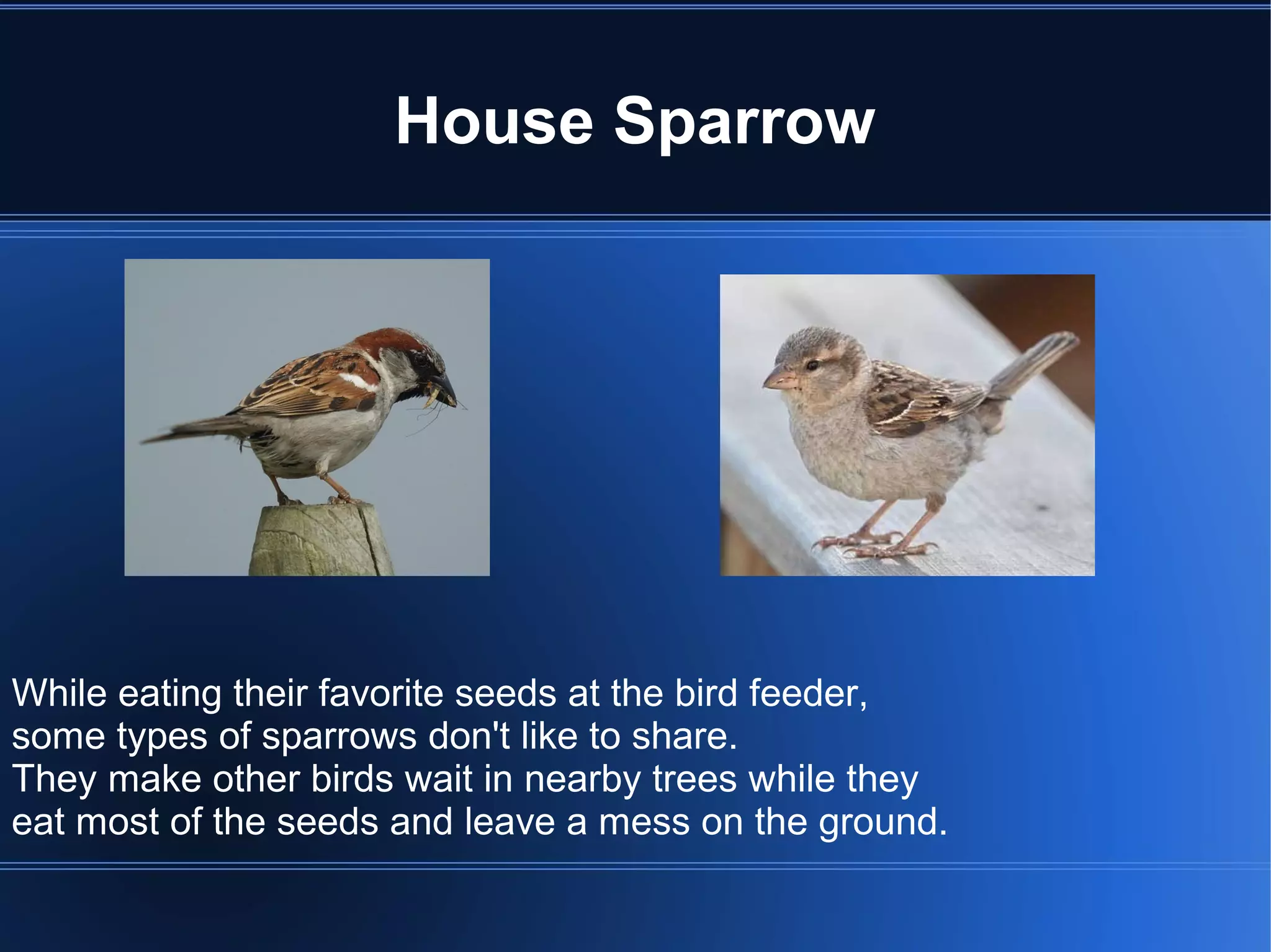 House Sparrow




While eating their favorite seeds at the bird feeder,
some types of sparrows don't like to share.
They make other birds wait in nearby trees while they
eat most of the seeds and leave a mess on the ground.
 