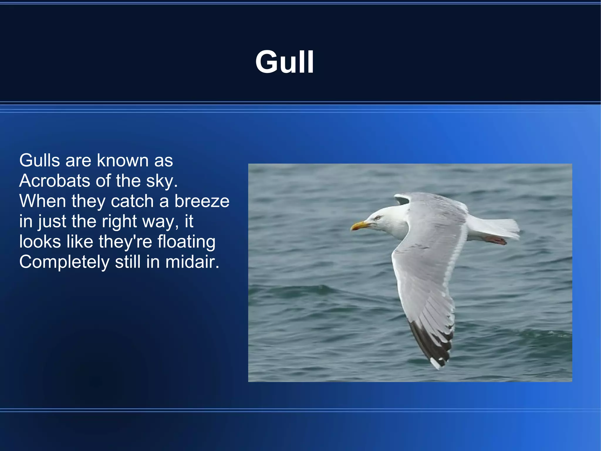 Gull


Gulls are known as
Acrobats of the sky.
When they catch a breeze
in just the right way, it
looks like they're floating
Completely still in midair.
 