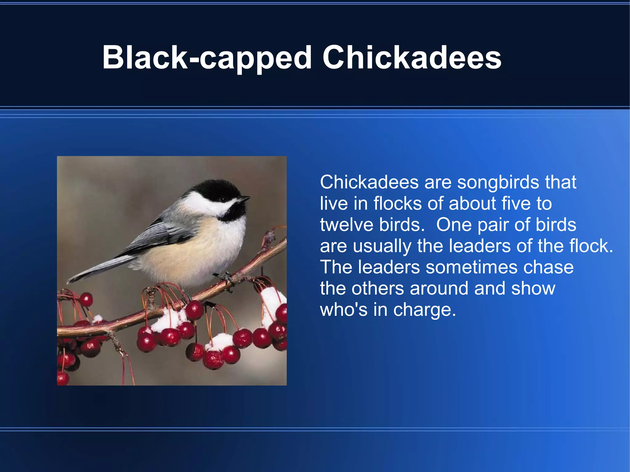 Black-capped Chickadees


            Chickadees are songbirds that
            live in flocks of about five to
            twelve birds. One pair of birds
            are usually the leaders of the flock.
            The leaders sometimes chase
            the others around and show
            who's in charge.
 