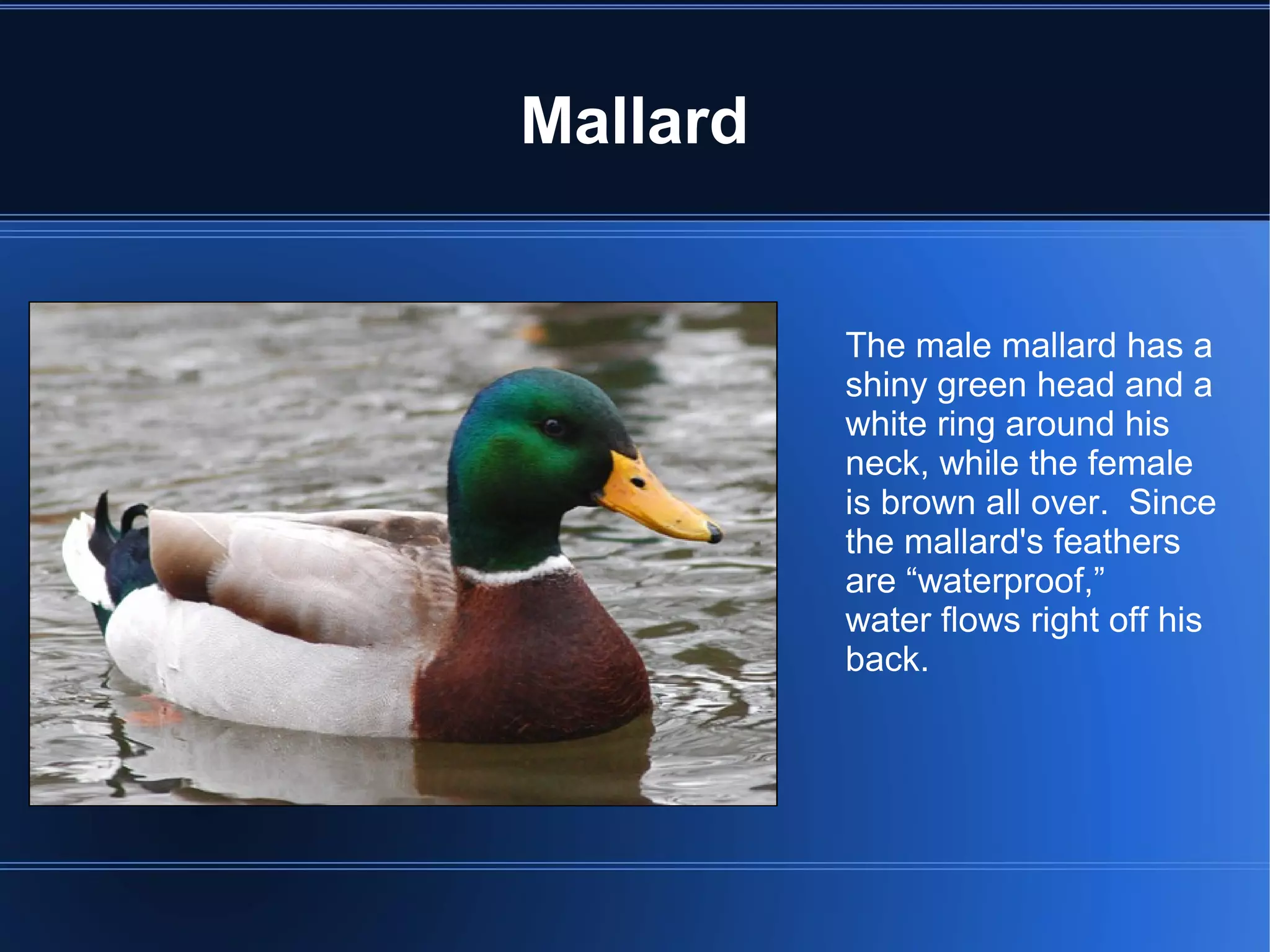 Mallard


          The male mallard has a
          shiny green head and a
          white ring around his
          neck, while the female
          is brown all over. Since
          the mallard's feathers
          are “waterproof,”
          water flows right off his
          back.
 
