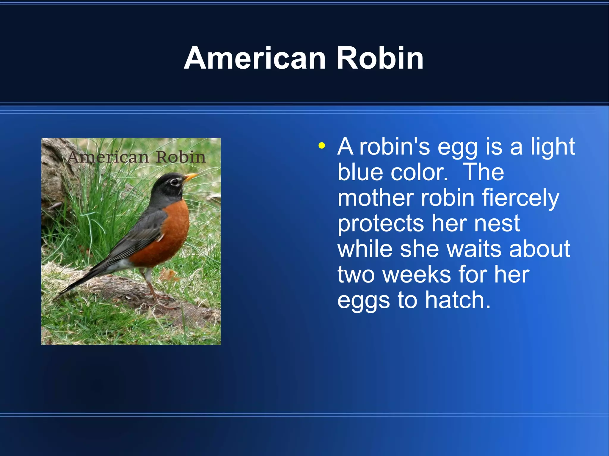 American Robin

          A robin's egg is a light
           blue color. The
           mother robin fiercely
           protects her nest
           while she waits about
           two weeks for her
           eggs to hatch.
 