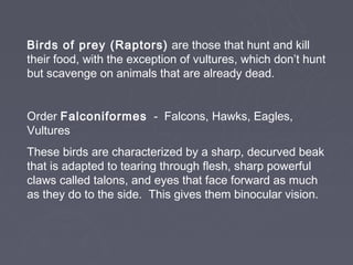 Birds of prey (Raptors) are those that hunt and kill
their food, with the exception of vultures, which don’t hunt
but scavenge on animals that are already dead.


Order Falconiformes - Falcons, Hawks, Eagles,
Vultures
These birds are characterized by a sharp, decurved beak
that is adapted to tearing through flesh, sharp powerful
claws called talons, and eyes that face forward as much
as they do to the side. This gives them binocular vision.
 