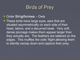Birds of Prey
► Order  Strigiformes – Owls
► These birds have large eyes, ears that are
  situated asymmetrically on each side of their
  head, talons, and a decurved beak. Very soft,
  dense plumage makes them appear larger than
  they actually are. The feathers are tattered on the
  edges. This muffles the owls’ flight allowing them
  to silently swoop down and capture their prey.
 