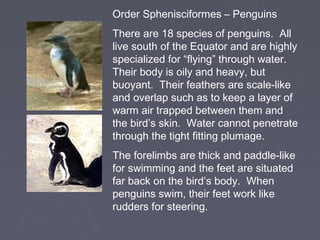 Order Sphenisciformes – Penguins
There are 18 species of penguins. All
live south of the Equator and are highly
specialized for “flying” through water.
Their body is oily and heavy, but
buoyant. Their feathers are scale-like
and overlap such as to keep a layer of
warm air trapped between them and
the bird’s skin. Water cannot penetrate
through the tight fitting plumage.
The forelimbs are thick and paddle-like
for swimming and the feet are situated
far back on the bird’s body. When
penguins swim, their feet work like
rudders for steering.
 