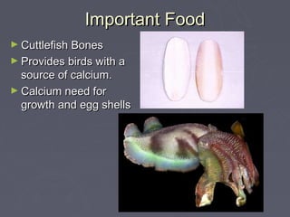Important Food
► Cuttlefish Bones
► Provides birds with a
  source of calcium.
► Calcium need for
  growth and egg shells
 
