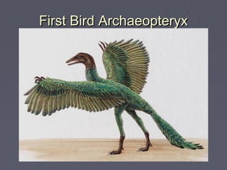 First Bird Archaeopteryx
 