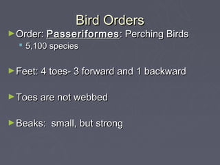 Bird Orders
► Order: Passeriformes : Perching Birds
   5,100 species

► Feet: 4 toes- 3 forward and 1 backward


► Toes are not webbed


► Beaks:   small, but strong
 