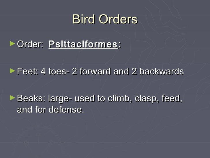 Birds orders