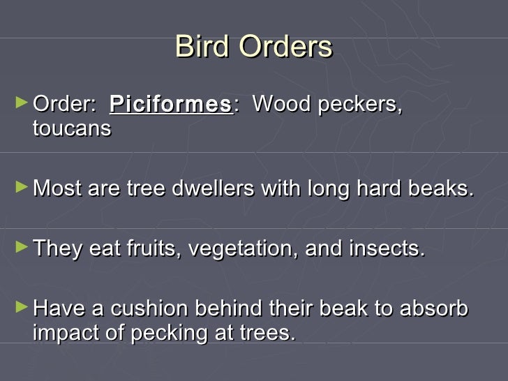 Birds orders