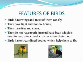 FEATURES OF BIRDS
 Birds have wings and most of them can fly.
 They have light and hollow bones.
 They have feet and claws.
 They do not have teeth ,instead have beak which is
  used to tear, bite ,chisel ,crush or chew their food.
 Birds have streamlined bodies which help them to fly.
 