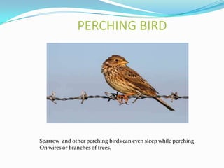 PERCHING BIRD




Sparrow and other perching birds can even sleep while perching
On wires or branches of trees.
 