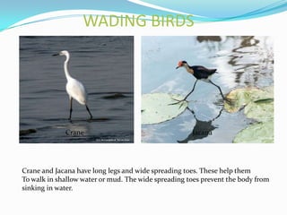 WADING BIRDS




             Crane                                   Jacana




Crane and Jacana have long legs and wide spreading toes. These help them
To walk in shallow water or mud. The wide spreading toes prevent the body from
sinking in water.
 