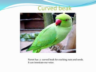 Curved beak




Parrot has a curved beak for cracking nuts and seeds.
It can immitate our voice.
 