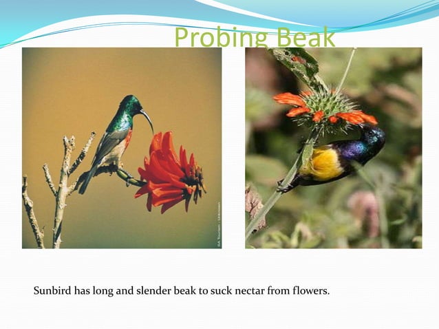 Birds ppt | PPTX