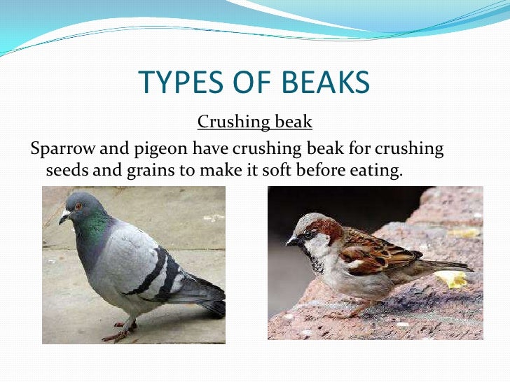 Birds ppt