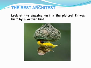 THE BEST ARCHITEST
Look at the amazing nest in the picture! It was
built by a weaver bird.
 
