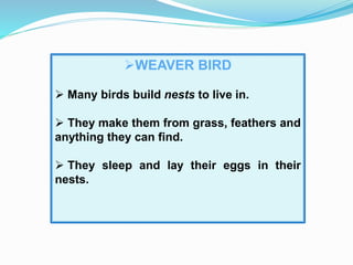 WEAVER BIRD
 Many birds build nests to live in.
 They make them from grass, feathers and
anything they can find.
 They sleep and lay their eggs in their
nests.
 