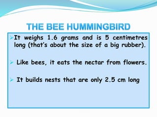 It weighs 1.6 grams and is 5 centimetres
long (that’s about the size of a big rubber).
 Like bees, it eats the nectar from flowers.
 It builds nests that are only 2.5 cm long
 