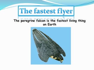 The peregrine falcon is the fastest living thing
on Earth
 