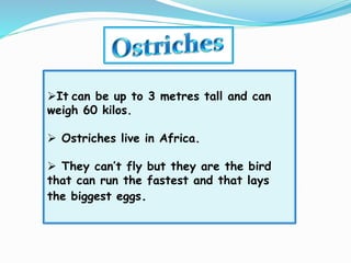 It can be up to 3 metres tall and can
weigh 60 kilos.
 Ostriches live in Africa.
 They can’t fly but they are the bird
that can run the fastest and that lays
the biggest eggs.
 