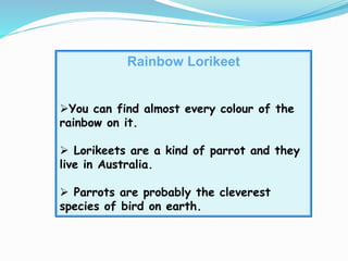 Rainbow Lorikeet
You can find almost every colour of the
rainbow on it.
 Lorikeets are a kind of parrot and they
live in Australia.
 Parrots are probably the cleverest
species of bird on earth.
 
