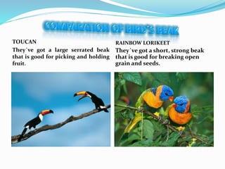 TOUCAN
They´ve got a large serrated beak
that is good for picking and holding
fruit.
RAINBOW LORIKEET
They´ve got a short, strong beak
that is good for breaking open
grain and seeds.
 