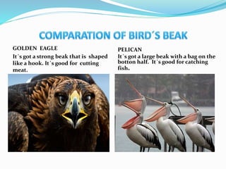 GOLDEN EAGLE
It´s got a strong beak that is shaped
like a hook. It´s good for cutting
meat.
PELICAN
It´s got a large beak with a bag on the
botton half. It´s good for catching
fish.
 
