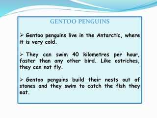 GENTOO PENGUINS
 Gentoo penguins live in the Antarctic, where
it is very cold.
 They can swim 40 kilometres per hour,
faster than any other bird. Like ostriches,
they can not fly.
 Gentoo penguins build their nests out of
stones and they swim to catch the fish they
eat.
 