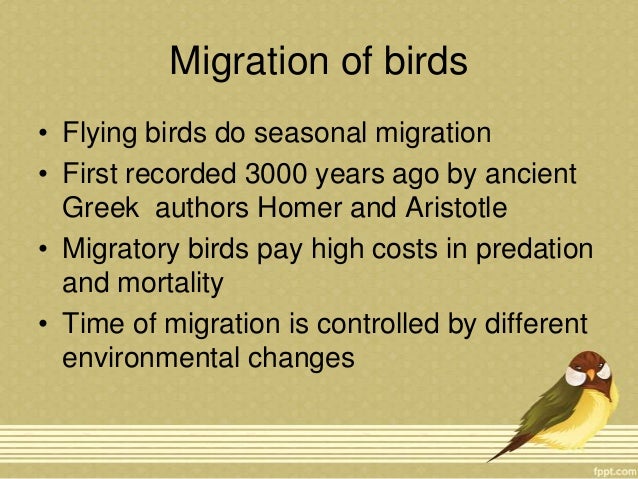 flightless birds and migration of birds flightless birds and migration of birds