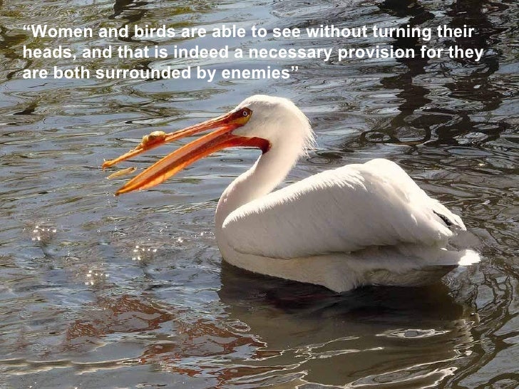 Birds quotes