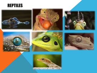 REPTILES
 