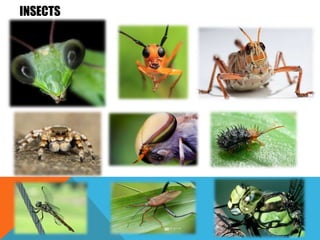INSECTS
 