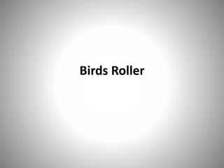 Birds Roller
 