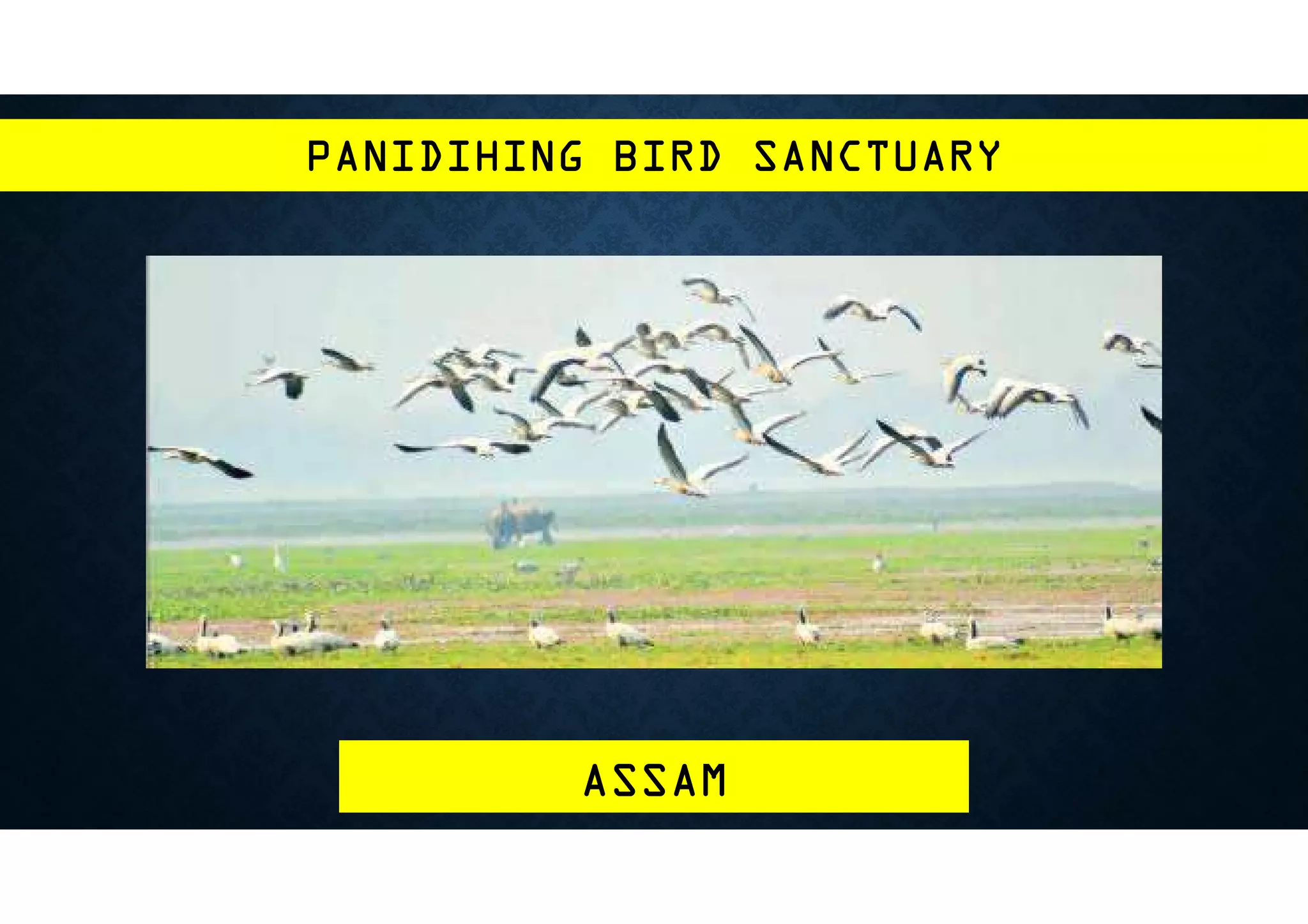 Birds Sanctuaries PDF Birds sanctuaries pdf