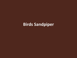 Birds Sandpiper
 
