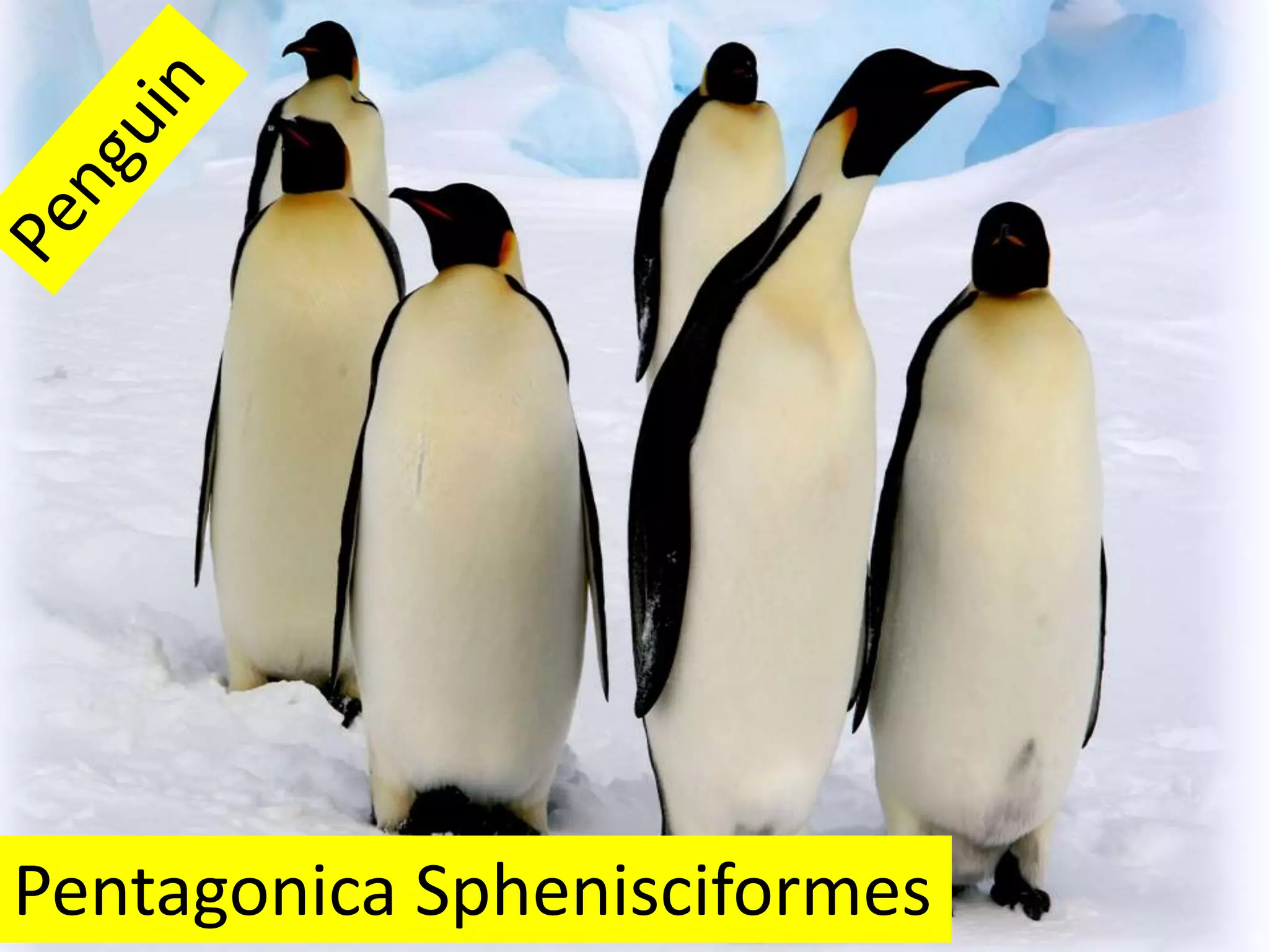 Birds scientific names 1 | PPT