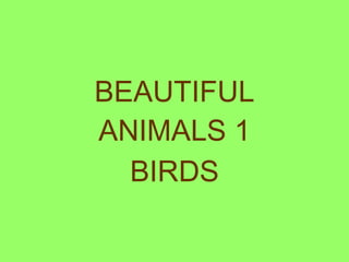 BEAUTIFUL ANIMALS 1 BIRDS 