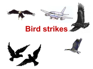 Bird strikes 